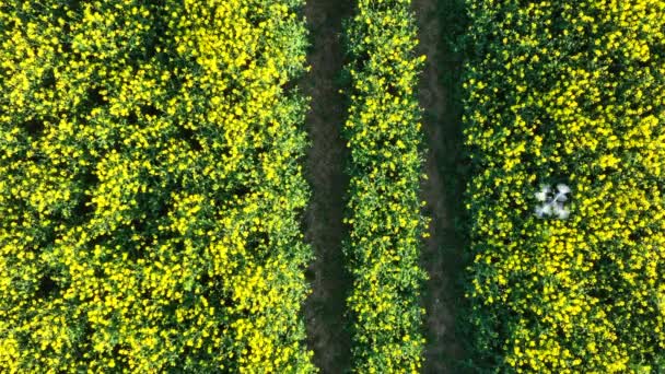 无人机飞越农作物采集数据的鸟瞰图 — 图库视频影像