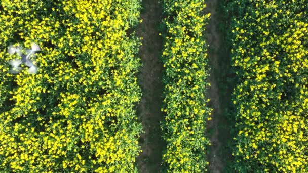 Drone Agrícola Sobrevolando Campo Capturando Datos Cultivos Para Cosechar Rendimiento — Vídeos de Stock