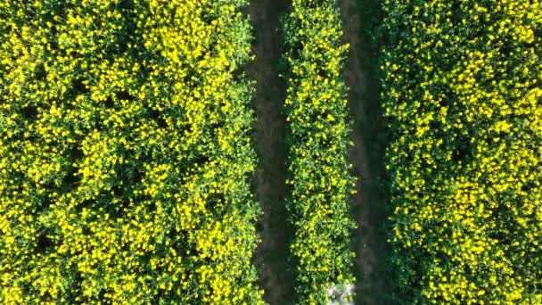 Dron Rolniczy Przelatujący Nad Polem Rejestrującym Dane Dotyczące Plonów Celu — Wideo stockowe