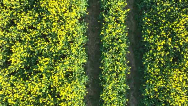 Drone Realización Trabajo Agrícola Recopilación Datos Sobre Salud Vegetal — Vídeo de stock