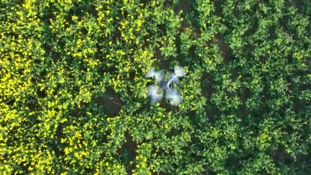 Bird Eye View Drone Flying Farm Crop Collecting Data — Stock Video