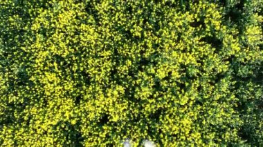 Tarım Çalışmalarını Yürüten Drone Bitki Sağlığı hakkında veri topluyor
