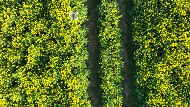 Vista Del Ojo Pájaro Avión Tripulado Volando Sobre Cultivo Agrícola — Vídeo de stock