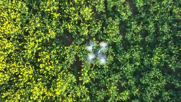 Vista Del Ojo Pájaro Avión Tripulado Volando Sobre Cultivo Agrícola — Vídeo de stock