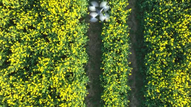 Drone Som Utfører Landbruksarbeid Samle Inn Data Plantehelse – stockvideo