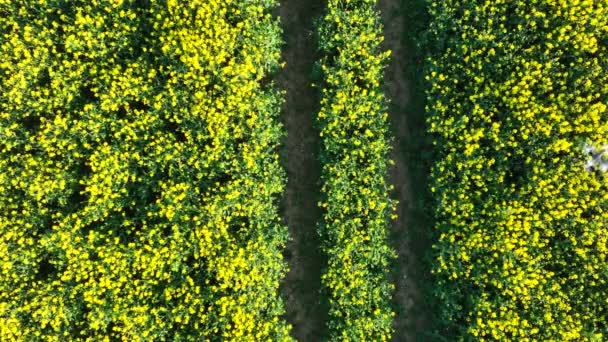 Drone Realização Trabalho Agrícola Coleta Dados Sobre Fitossanidade — Vídeo de Stock
