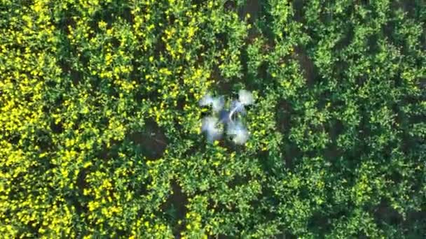 Vista Del Ojo Pájaro Avión Tripulado Volando Sobre Cultivo Agrícola — Vídeo de stock