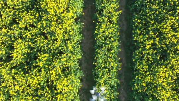 Drone Agrícola Sobrevolando Campo Capturando Datos Cultivos Para Cosechar Rendimiento — Vídeo de stock