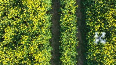 Tarımsal İHA Bir Alanın Üzerinde Uçuyor Hasat Verisi Edinmek İçin Ekin Verilerini Yakalıyor
