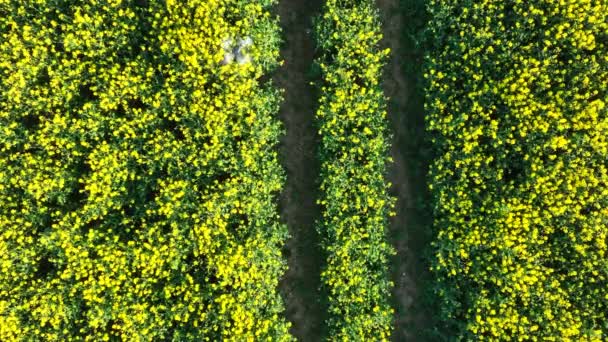 农业无人机飞越农田采集作物数据以实现收获 — 图库视频影像