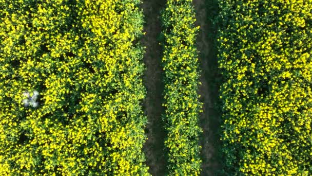 Landwirtschaftliche Drohne Fliegt Über Ein Feld Und Erfasst Erntedaten Für — Stockvideo