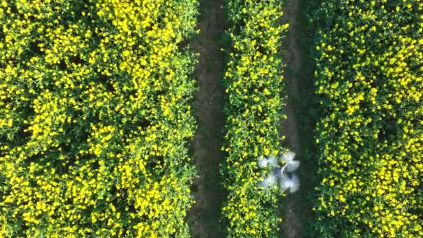 Vista Del Ojo Pájaro Avión Tripulado Volando Sobre Cultivo Agrícola — Vídeo de stock