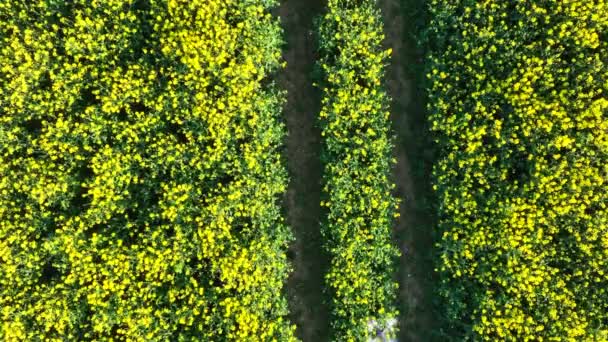 Madártávlat Egy Repülő Drónról Egy Szántóföldi Növény Felett Adatgyűjtés — Stock videók