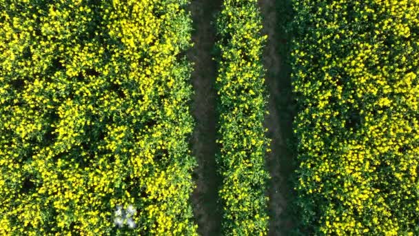 Drone Agrícola Que Lleva Cabo Encuestas Cultivos — Vídeo de stock