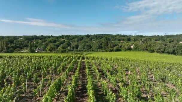 Vigneto Nella Regione Vinicola Bordeaux Francia — Video Stock