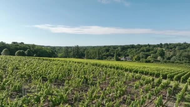 Fransa Nın Bordeaux Şarap Bölgesi Ndeki Üzüm Bağı — Stok video