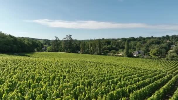 Vinice Vinařské Oblasti Bordeaux Francii — Stock video