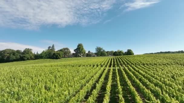 Αμπελώνας Στην Περιοχή Του Bordeaux Κρασί Στη Γαλλία — Αρχείο Βίντεο