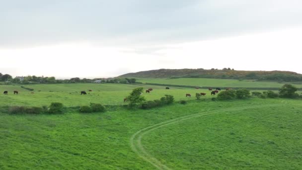 Kühe Aus Der Feldluft Großbritannien — Stockvideo