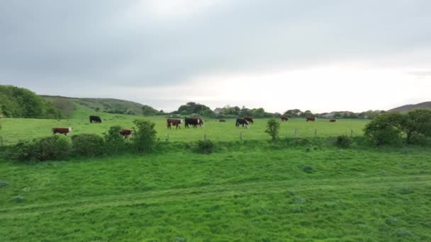 Bovine Într Câmp Din Marea Britanie — Videoclip de stoc