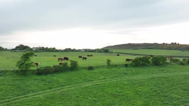 Rinder Auf Einem Feld Großbritannien — Stockvideo
