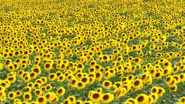 Field Sunflowers Summer — Stock Video
