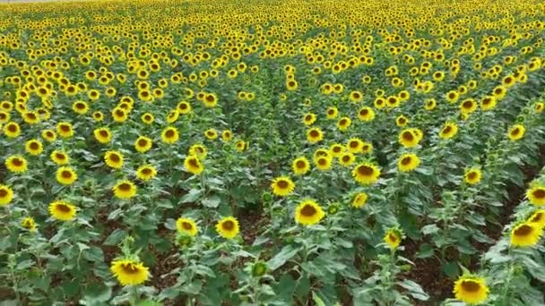 Flyover Field Sunflower Plants — Stock Video