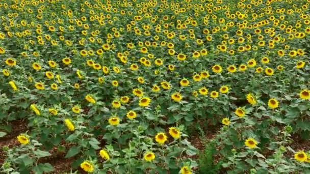 Flyover Field Sunflower Plants — Stock video