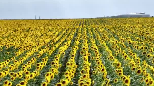 Girasoles Una Granja Para Ser Cosechados Aceite Semillas — Vídeos de Stock