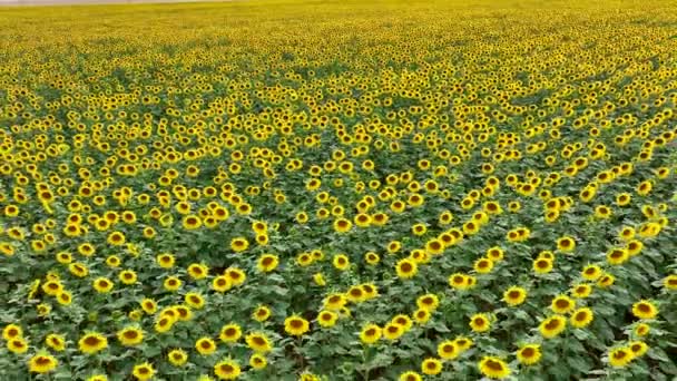 Flyover Field Sunflower Plants — Stock video
