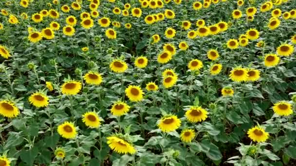 Sonnenblumen Auf Einem Bauernhof Für Die Ernte Und Saatgut — Stockvideo