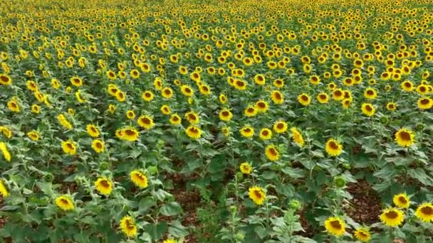 Sunflowers Field Ready Harvested Oil Seeds — Stock Video