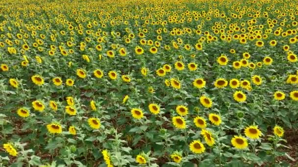 Sunflower Crop Digunakan Untuk Pakan Makanan Dan Hewan — Stok Video