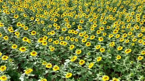 Sonnenblumen Feldüberflug — Stockvideo