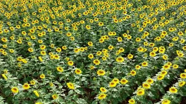 Sonnenblumenkultur Für Lebensmittel Und Tierfutter — Stockvideo