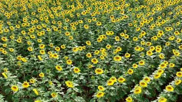 Sunflower Crop Digunakan Untuk Pakan Makanan Dan Hewan — Stok Video