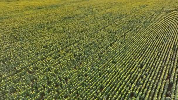 Girassóis Uma Fazenda Para Ser Colhido Óleo Sementes — Vídeo de Stock