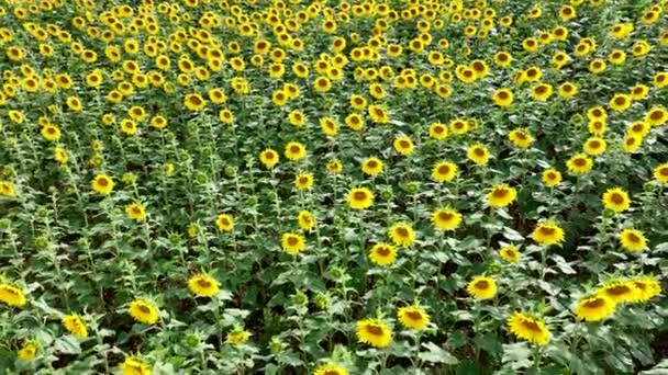 Floarea Soarelui Într Câmp Recoltată Ulei Semințe — Videoclip de stoc