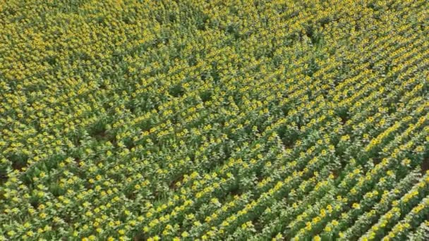 Bunga Matahari Ladang Siap Untuk Dipanen Dalam Minyak Dan Benih — Stok Video