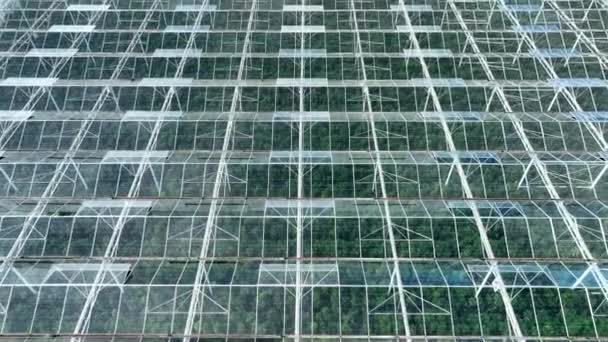 Greenhouse Używany Uprawy Owoców Warzyw Supermarketach — Wideo stockowe