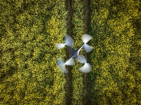 Drone Agricolo Che Vola Una Coltura Semi Oleosi Raccolta Dati — Foto Stock