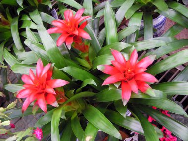 Showy bromeliads plant clipart