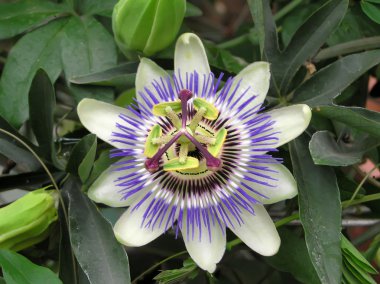 passifloraceae bitki çiçek