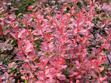 Berberis thunbergii bitki