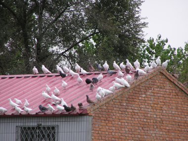 Güvercinler
