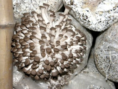 Mushrooms grow sturdily clipart