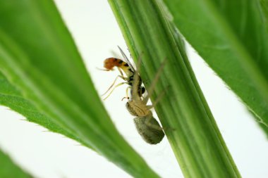 syrphidae ve örümcek, iki böcekler