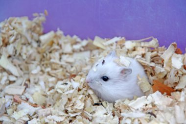hamster