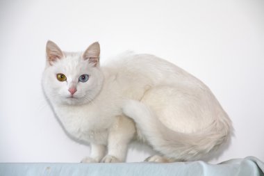 White pussy cat clipart