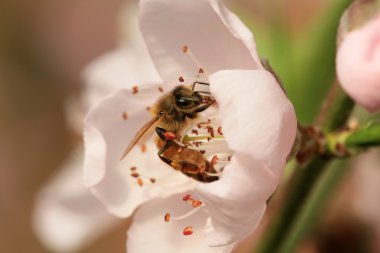 Arı çiçek nektarı toplamak
